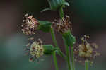 Rugel's Indianplantain <BR>Rugel's ragwort